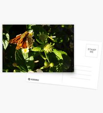 Nectar Postcards