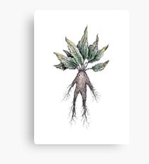 Mandrake Canvas Print