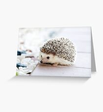 Cute Baby Hedgehog Photograph Greeting Card
