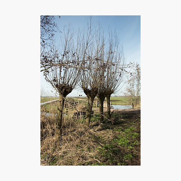 Springtime in the Netherlands Photographic Print