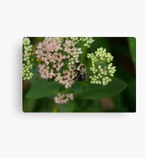 Exploring Canvas Print