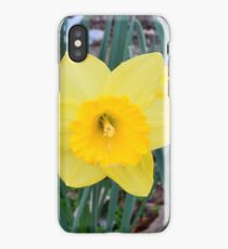 daffodils iPhone Case/Skin