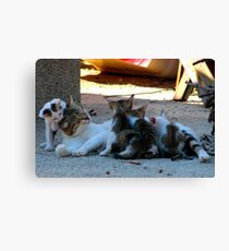 Kittens Canvas Print