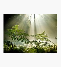Woodland Ferns Photographic Print