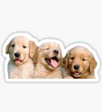 Golden Retriever Puppies Sticker