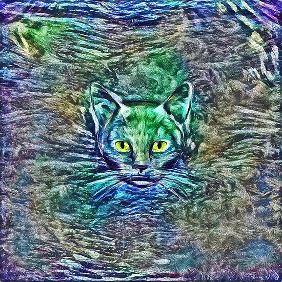 Maritime cat