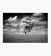 Majestic Photographic Print