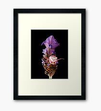 Pink crab spider feeding on a bee (Thomisus. spe. ) Framed Print
