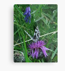 Marble White & Greater Knapweed Metal Print