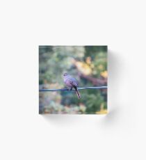 Finch on power line Acrylic Block