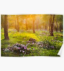 Forest sunset light flowers Poster