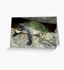 Tortoise Greeting Card