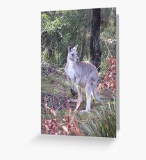 Kangaroo Greeting Card
