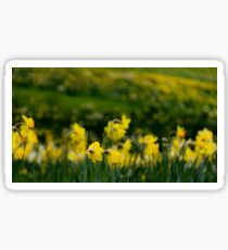 Daffodils Sticker