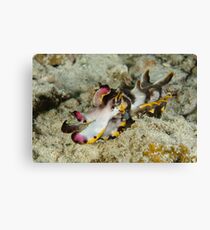 Flamboyant cuttlefish - Metasepia pfefferi Canvas Print