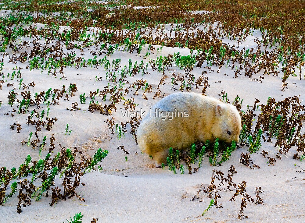 White Wombat By Mark Higgins Redbubble