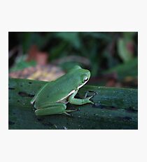 TREE FROG IN THE MORNING DEW Photographic Print