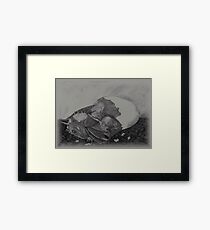 Birth of a dragon Framed Print