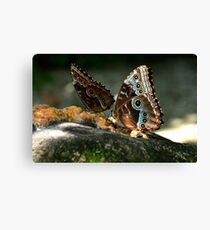 Blue Morphos in Costa Rica Canvas Print