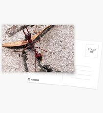 Bull Ant Postcards