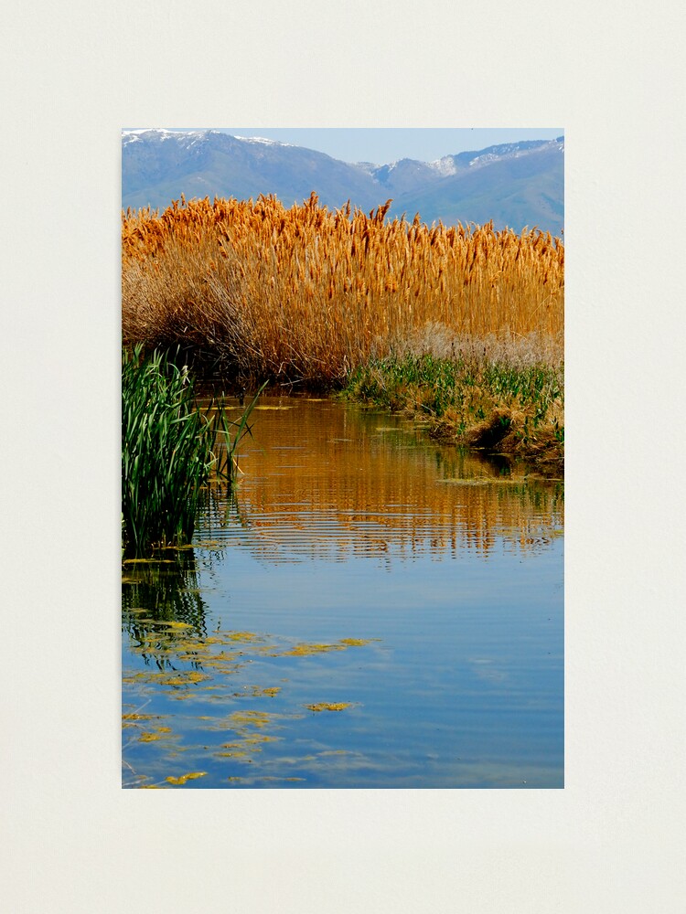 Alternate view of The Wetlands run through Me Photographic Print