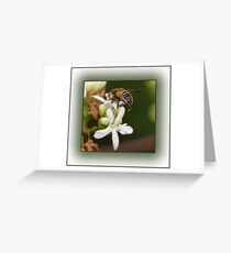 Insect Macro Greeting Card