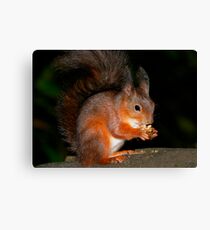 Squirrel Feeding 2 Canvas Print