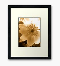 Flower Framed Print