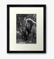 Lion Kill Framed Print