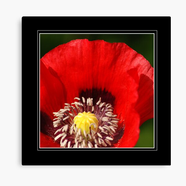 Red poppy Canvas Print