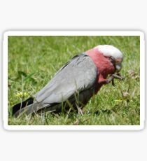 Galah Sticker