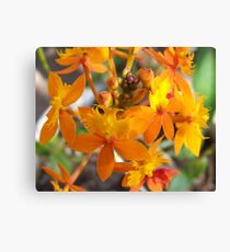 Shades Of Orange Canvas Print