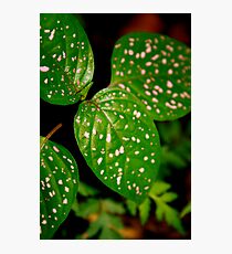 Pink Spot Photographic Print