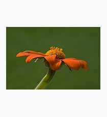 Orange Flower (Tithonia) Photographic Print