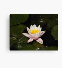 Waterlilly Canvas Print