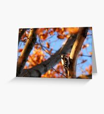 wOod pecKer Greeting Card