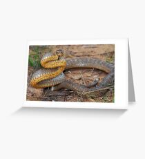 Eastern brown snake Greeting Card