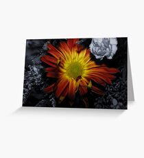 Selective Color Greeting Card