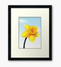 Daffodil Framed Print