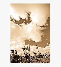 Nature Photographic Print