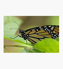 Monarch Photographic Print