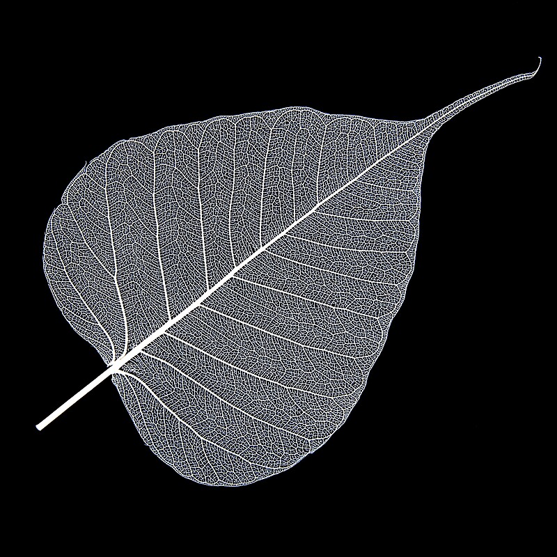 "Leaf Skeleton White" by Hywel Harris Redbubble