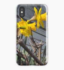Daffodils iPhone Case/Skin