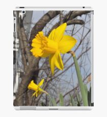 Daffodils iPad Case/Skin
