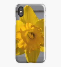 Daffodil iPhone Case/Skin