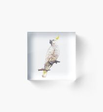 Sulphur Crested Cockatoo Acrylic Block