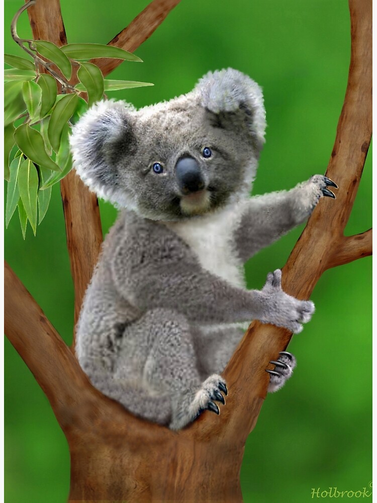 Lámina fotográfica «Oso Koala Bebé de Ojos Azules» de HOLBROOKART ...