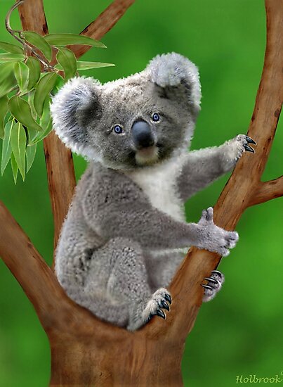 Lámina fotográfica «Oso Koala Bebé de Ojos Azules» de HOLBROOKART