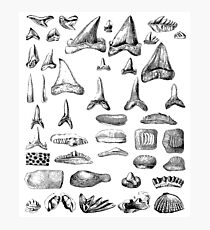 Haifischzähne und Muscheln Fossilien Archäologie & Naturgeschichte Fotodruck