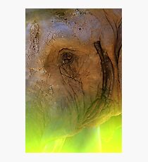 Elephant Eye Photographic Print